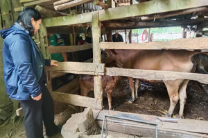 Xã Cần Yên phát huy hiệu quả hỗ trợ phát triển sản xuất, góp phần giảm nghèo bền vững