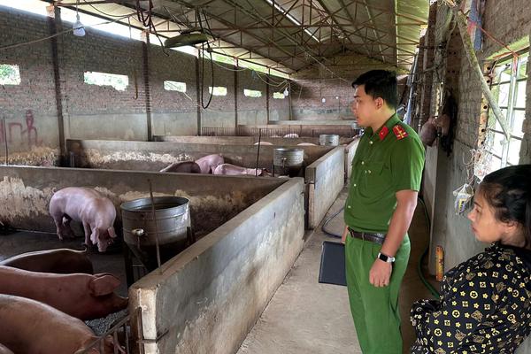 Phú Thọ: Rà soát kinh phí xử lý ổ dịch sau khiếu nại của hộ chăn nuôi