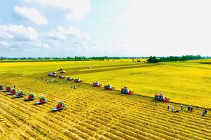 Xây dựng thương hiệu gạo “Việt Nam xanh, phát thải thấp”
