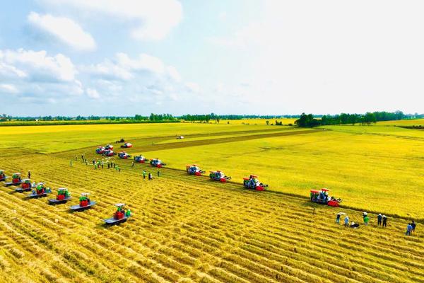 Xây dựng thương hiệu gạo “Việt Nam xanh, phát thải thấp”