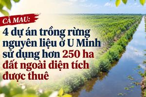 Cà Mau: 4 dự án trồng rừng ở U Minh sử dụng hơn 250 ha đất ngoài diện tích được thuê