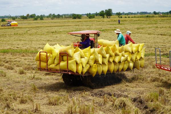 Đồng Tháp: Quyết liệt gỡ "nút thắt" ùn ứ, ngăn chặn ép giá nông sản và hoa Tết