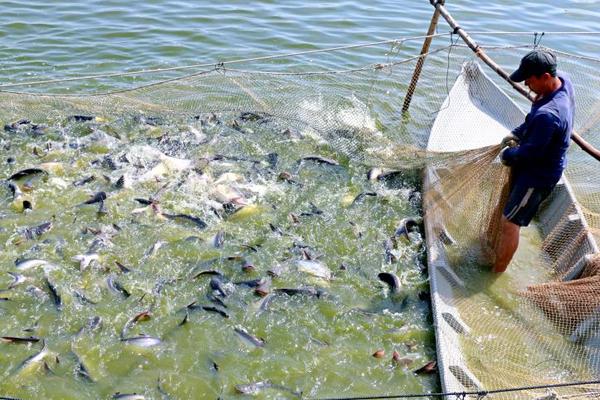 Vựa thủy sản Đồng Tháp năm 2030 có gì mới?