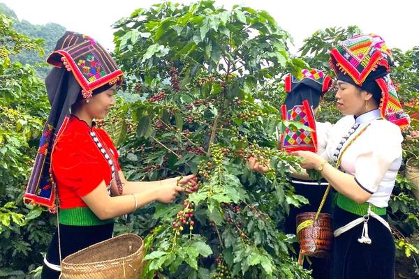 Cà phê Arabica Sơn La sắp lên sàn đấu giá tại Hawaii, Mỹ