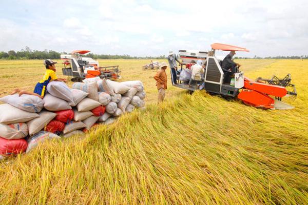 Áp lực cạnh tranh tăng cao, mục tiêu xuất khẩu gạo 8 triệu tấn thêm khả thi