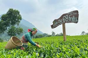 Quy mô nhỏ, thiếu vốn, loay hoay đầu ra: Cản trở HTX nông nghiệp phát triển