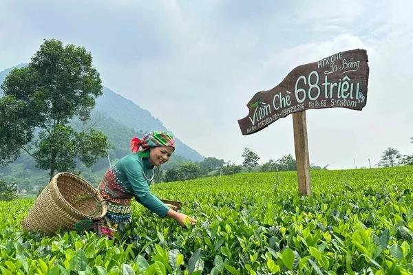 Quy mô nhỏ, thiếu vốn, loay hoay đầu ra: Cản trở HTX nông nghiệp phát triển